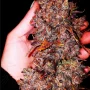 Насіння конопель FASTBERRY Auto від Fast Buds